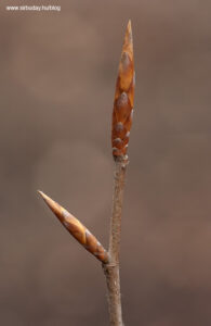 Közönséges bükk _Fagus sylvatica rügy