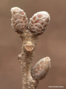 Molyhos tölgy - Quercus pubescens rügy