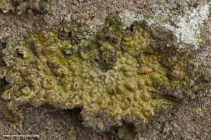 Kormos zuzmó (Lasallia pustulata)